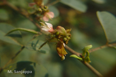 Indigofera tinctoria